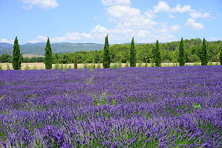 purple lavender field near mountain at daytime thumbnail