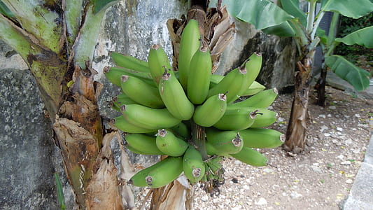 bunch of green bananas thumbnail