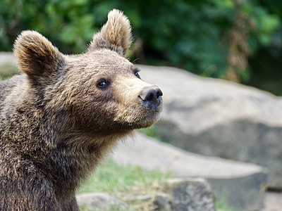 selective focus photography of sun bear thumbnail