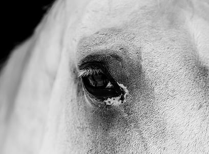 grayscale photography of animal eye thumbnail