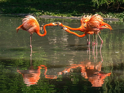 three flamingos thumbnail