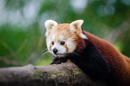 red panda lying on tree branch thumbnail