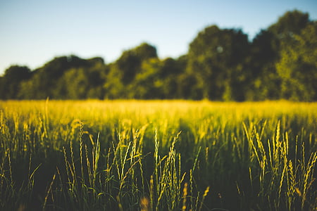 green grass field in selective focus photography thumbnail