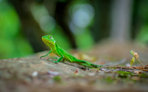 green lizard thumbnail