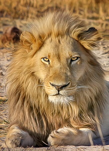photo of Lion thumbnail