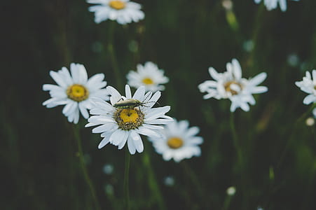 Insect On White Daisy Flower thumbnail