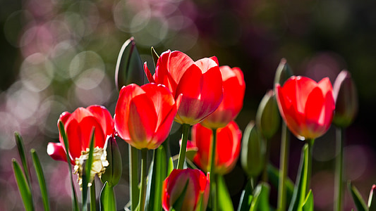 red tulip flowers in bokeh photography thumbnail