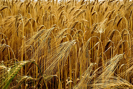 closeup photography of brown wheat field thumbnail