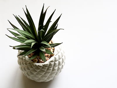Green Plant on White Vase thumbnail