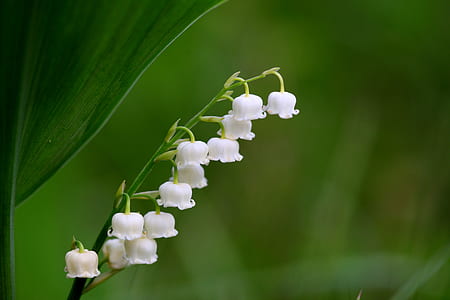 photo of white flowers thumbnail