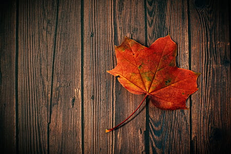 wood, dark, pattern, leaf thumbnail
