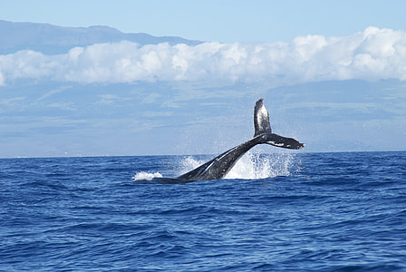 whale swimming in the middle of the sea thumbnail