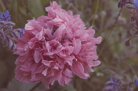 pink carnation flower thumbnail