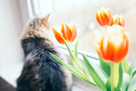 Cat and flowers thumbnail