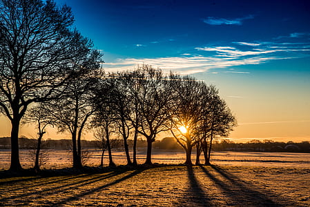 silhouette photo of trees on field during golden hour thumbnail