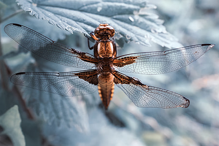Macro shot of a dragonfly insect resting on a leaf thumbnail