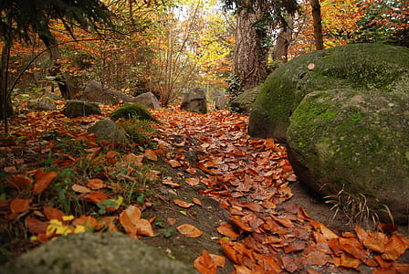 dry leaves in forest with stones thumbnail