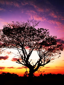 wood, light, dawn, landscape thumbnail