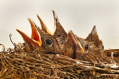 close-up photography of brown chicks on nest thumbnail