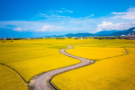 concrete pathway beside yellow plant field during daytime thumbnail