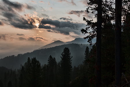 Silhouette of Tall Trees Near Mountain thumbnail