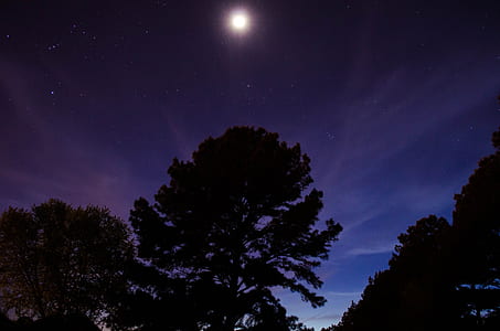 silhouette of tree thumbnail