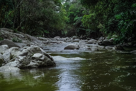 Running Stream Surrounded With Green Trees thumbnail