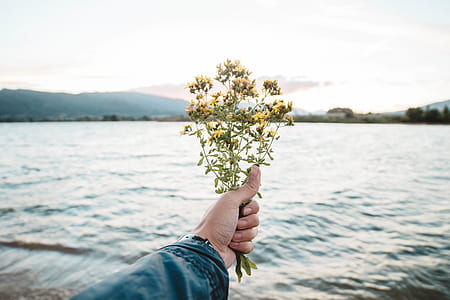 person holding yellow flowers thumbnail