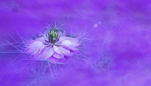 purple and green lotus flower wallpaper thumbnail