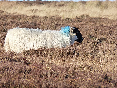 white and black sheep on grass field thumbnail