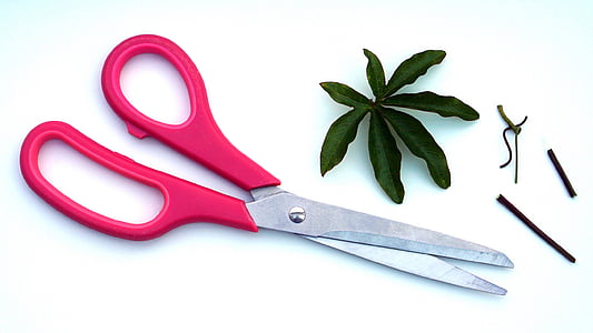 flat lay photo of red and gray scissors near green leaf lamp thumbnail