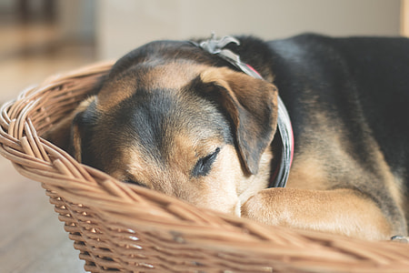 black and brown Belgian malinois on wicker pet bed thumbnail