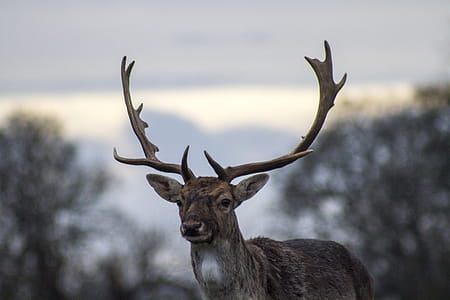 , selective photography of brown deer thumbnail