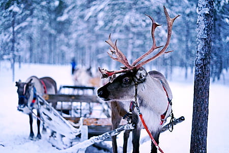 reindeer in snowfield thumbnail