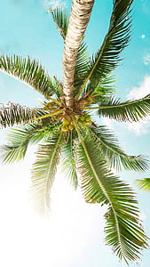 worms eye view shot of coconut palm tree thumbnail