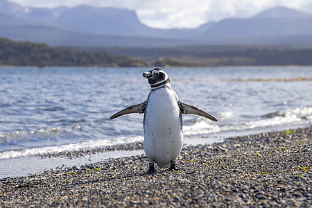 shallow focus photography of penguin walking on gray sand in seashore thumbnail