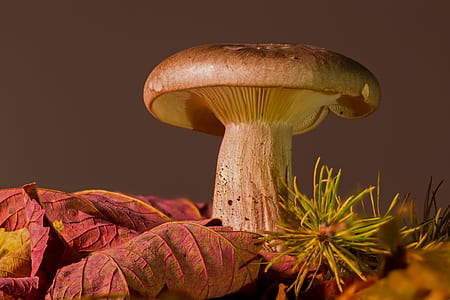 selective focus photograph mush room on dried leaf thumbnail