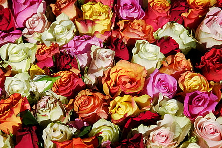 assorted-color flowers thumbnail