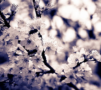 nature, flowers, petals, blur thumbnail