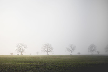 Foggy Field thumbnail