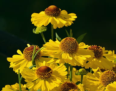 yellow sunflower thumbnail