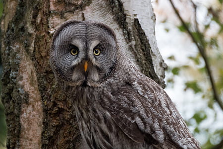 owl on the tree thumbnail