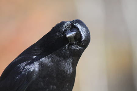 selective focus photography of crow thumbnail