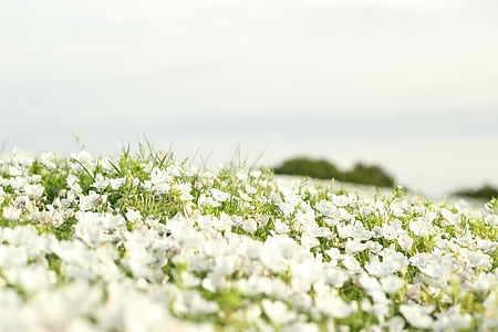 white flower lot thumbnail