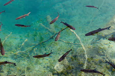 shoal of black fish thumbnail