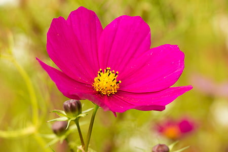 pink and yellow flower thumbnail
