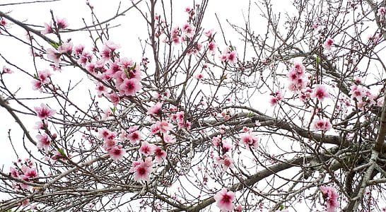 pink-and-white flowers tree thumbnail