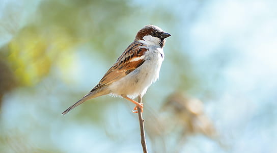 brown and white feather bird thumbnail