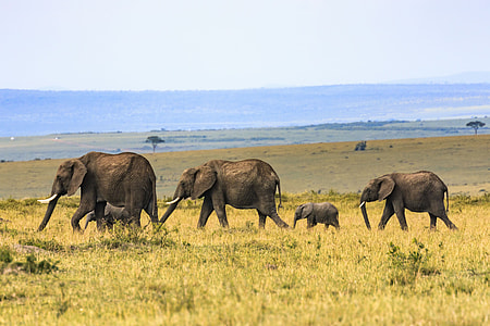 four brown elephant surrounded by grass during daytime thumbnail
