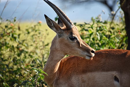Shallow Focus Photography of Antelope thumbnail